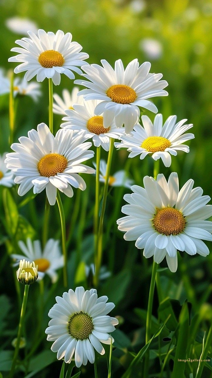 700+ Cute Flower Wallpaper Free Download | Beautiful Flowers Wallpapers for Mobile | 413 flower wallpaper aesthetic -(16)