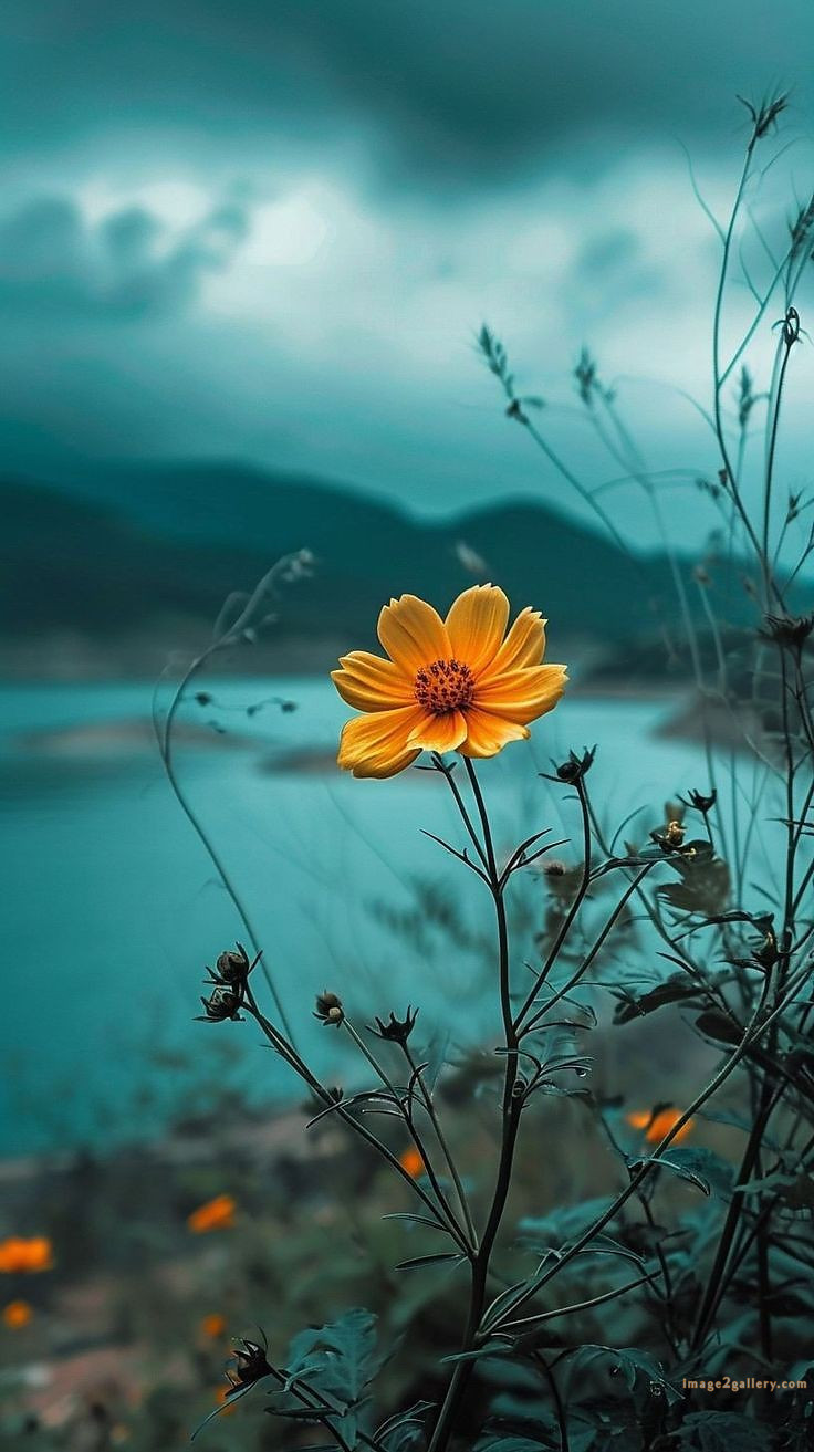 700+ Cute Flower Wallpaper Free Download | Beautiful Flowers Wallpapers for Mobile | 411 flower wallpaper aesthetic -(18)