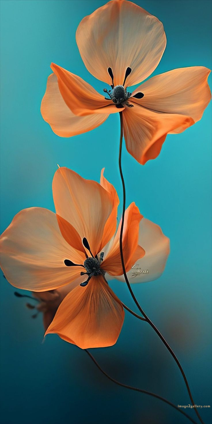 700+ Cute Flower Wallpaper Free Download | Beautiful Flowers Wallpapers for Mobile | 412 flower wallpaper aesthetic -(19)