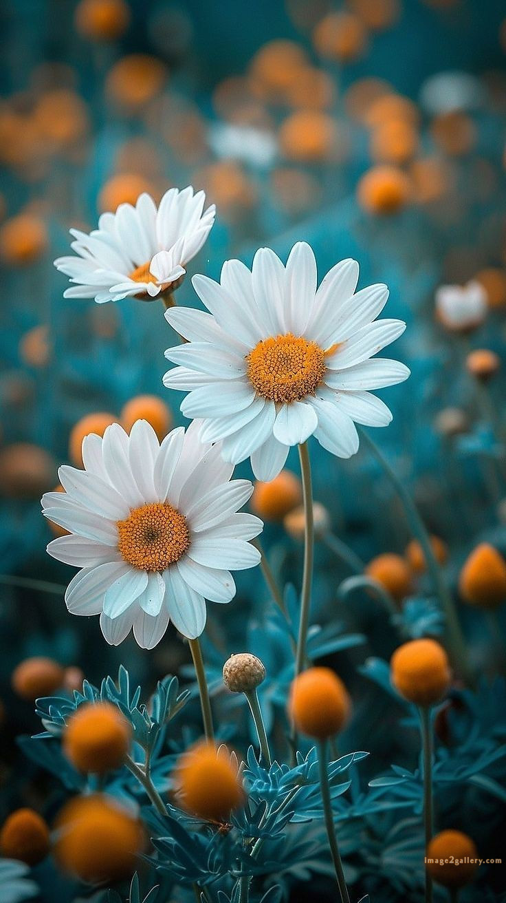 700+ Cute Flower Wallpaper Free Download | Beautiful Flowers Wallpapers for Mobile | 416 flower wallpaper aesthetic -(21)