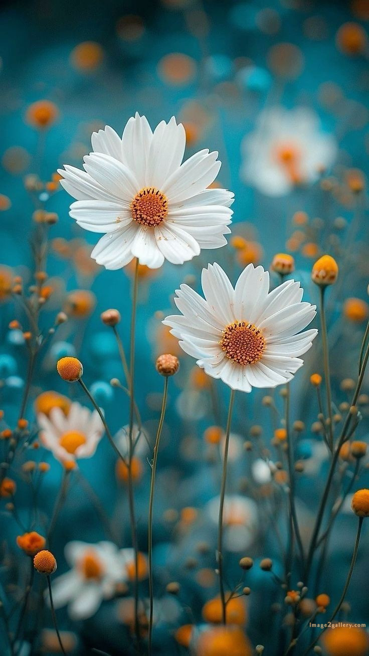 700+ Cute Flower Wallpaper Free Download | Beautiful Flowers Wallpapers for Mobile | 418 flower wallpaper aesthetic -(22)
