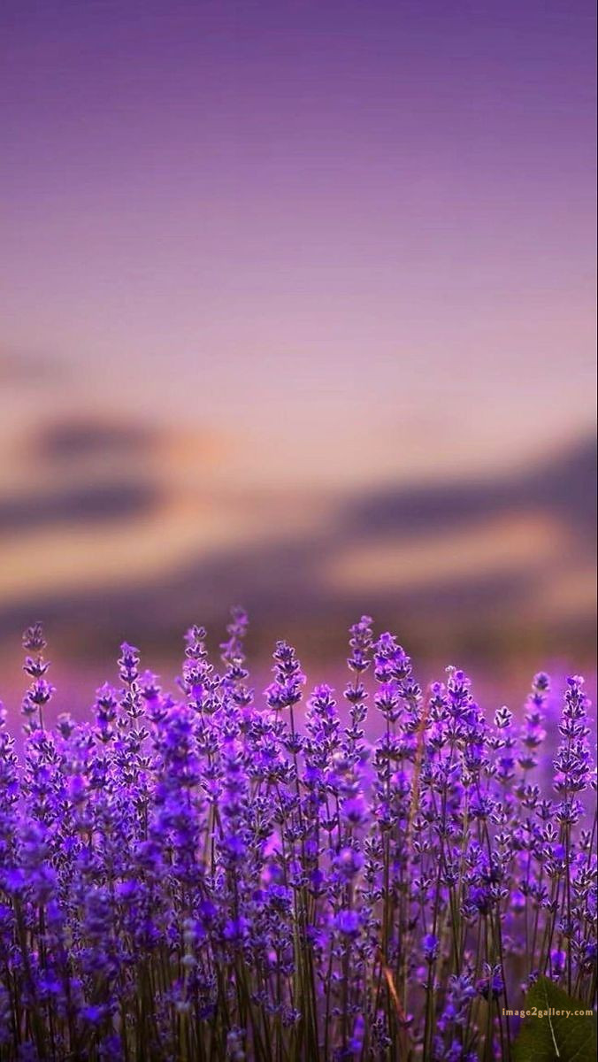 700+ Cute Flower Wallpaper Free Download | Beautiful Flowers Wallpapers for Mobile | 414 flower wallpaper aesthetic -(23)