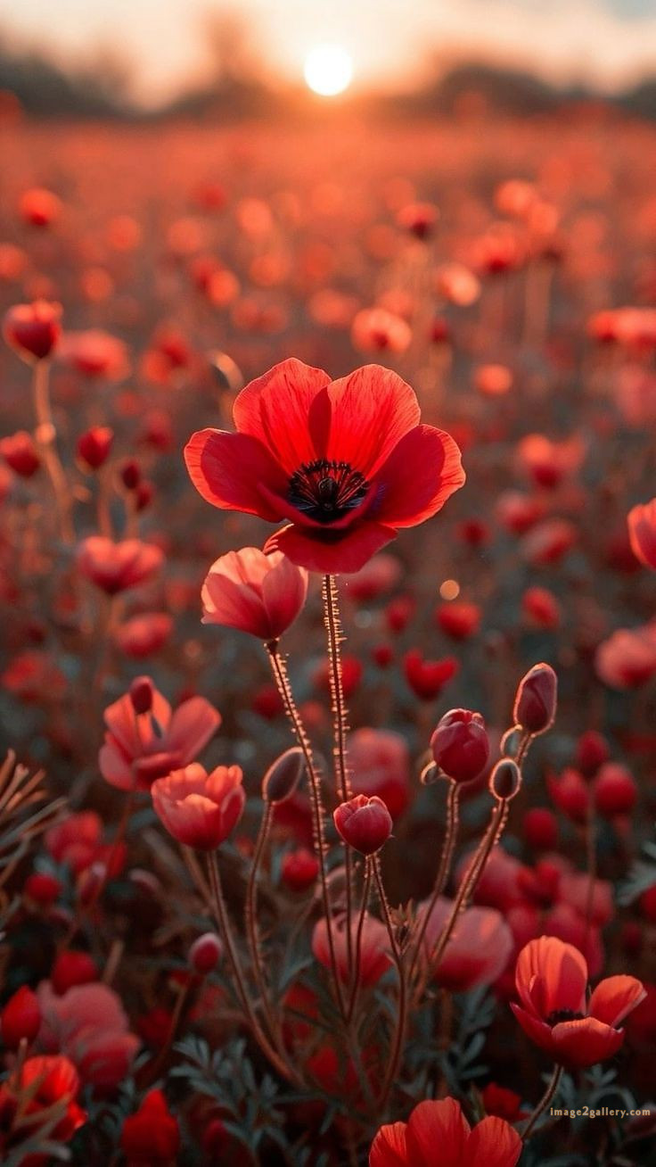 700+ Cute Flower Wallpaper Free Download | Beautiful Flowers Wallpapers for Mobile | 417 flower wallpaper aesthetic -(24)