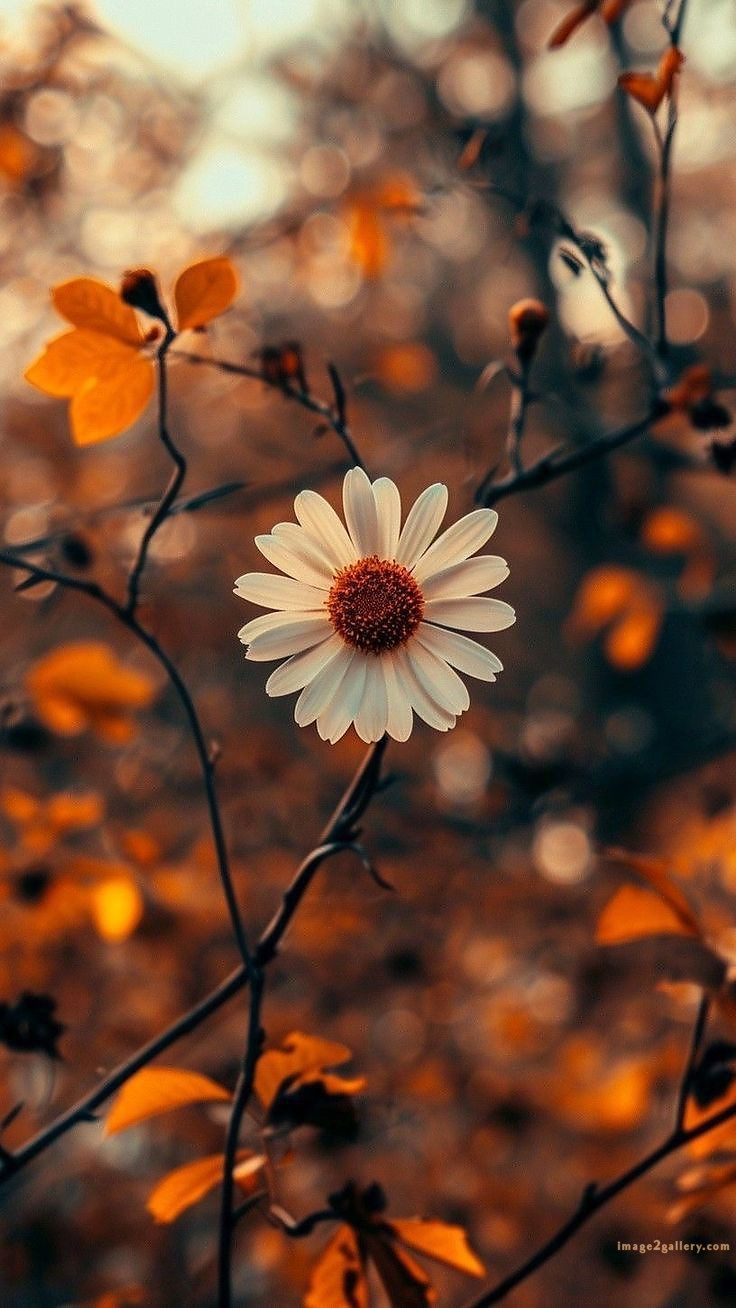 700+ Cute Flower Wallpaper Free Download | Beautiful Flowers Wallpapers for Mobile | 419 flower wallpaper aesthetic -(25)