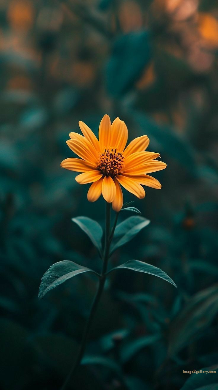 700+ Cute Flower Wallpaper Free Download | Beautiful Flowers Wallpapers for Mobile | 421 flower wallpaper aesthetic -(26)