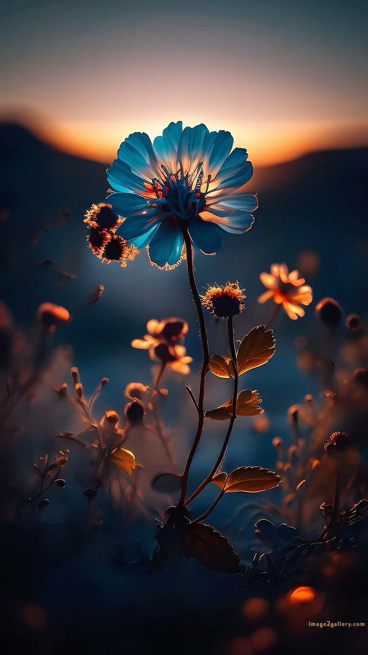 700+ Cute Flower Wallpaper Free Download | Beautiful Flowers Wallpapers for Mobile | 730 flower wallpaper aesthetic -(27)