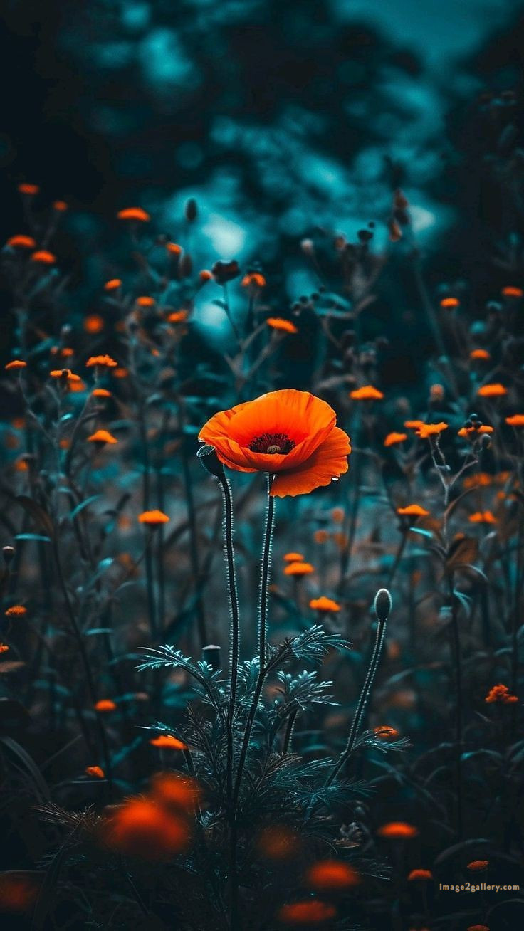 700+ Cute Flower Wallpaper Free Download | Beautiful Flowers Wallpapers for Mobile | 731 flower wallpaper aesthetic -(29)