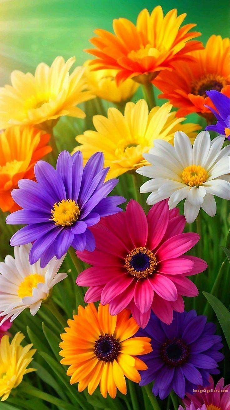 700+ Cute Flower Wallpaper Free Download | Beautiful Flowers Wallpapers for Mobile | 398 flower wallpaper aesthetic -(3)