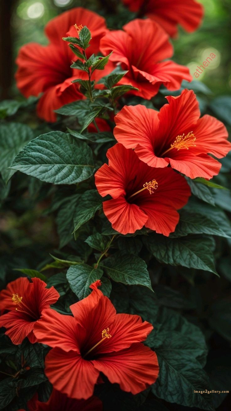 700+ Cute Flower Wallpaper Free Download | Beautiful Flowers Wallpapers for Mobile | 733 flower wallpaper aesthetic -(30)