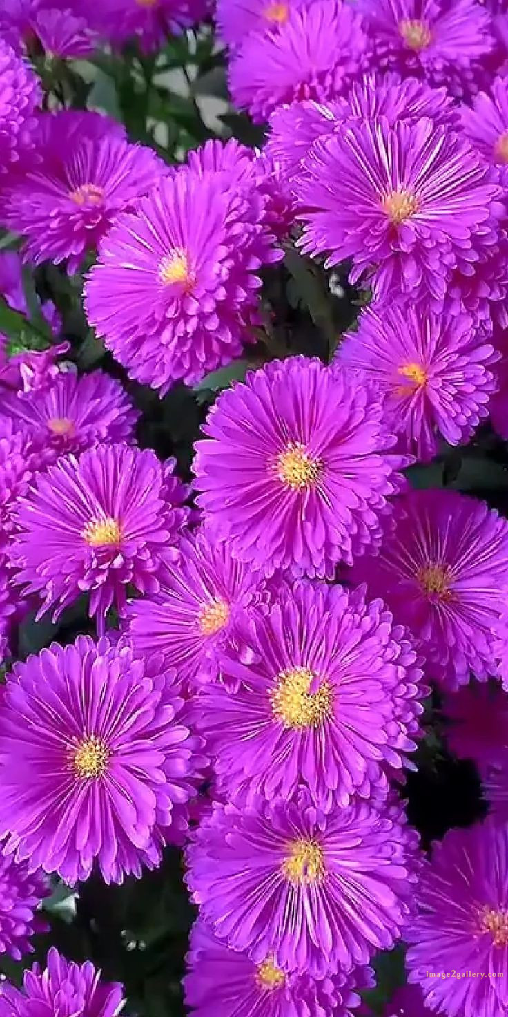 700+ Cute Flower Wallpaper Free Download | Beautiful Flowers Wallpapers for Mobile | 740 flower wallpaper aesthetic -(37)