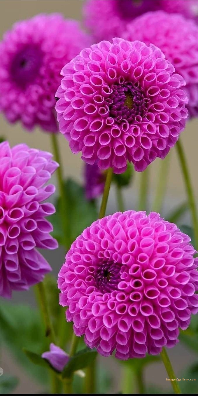 700+ Cute Flower Wallpaper Free Download | Beautiful Flowers Wallpapers for Mobile | 743 flower wallpaper aesthetic -(38)