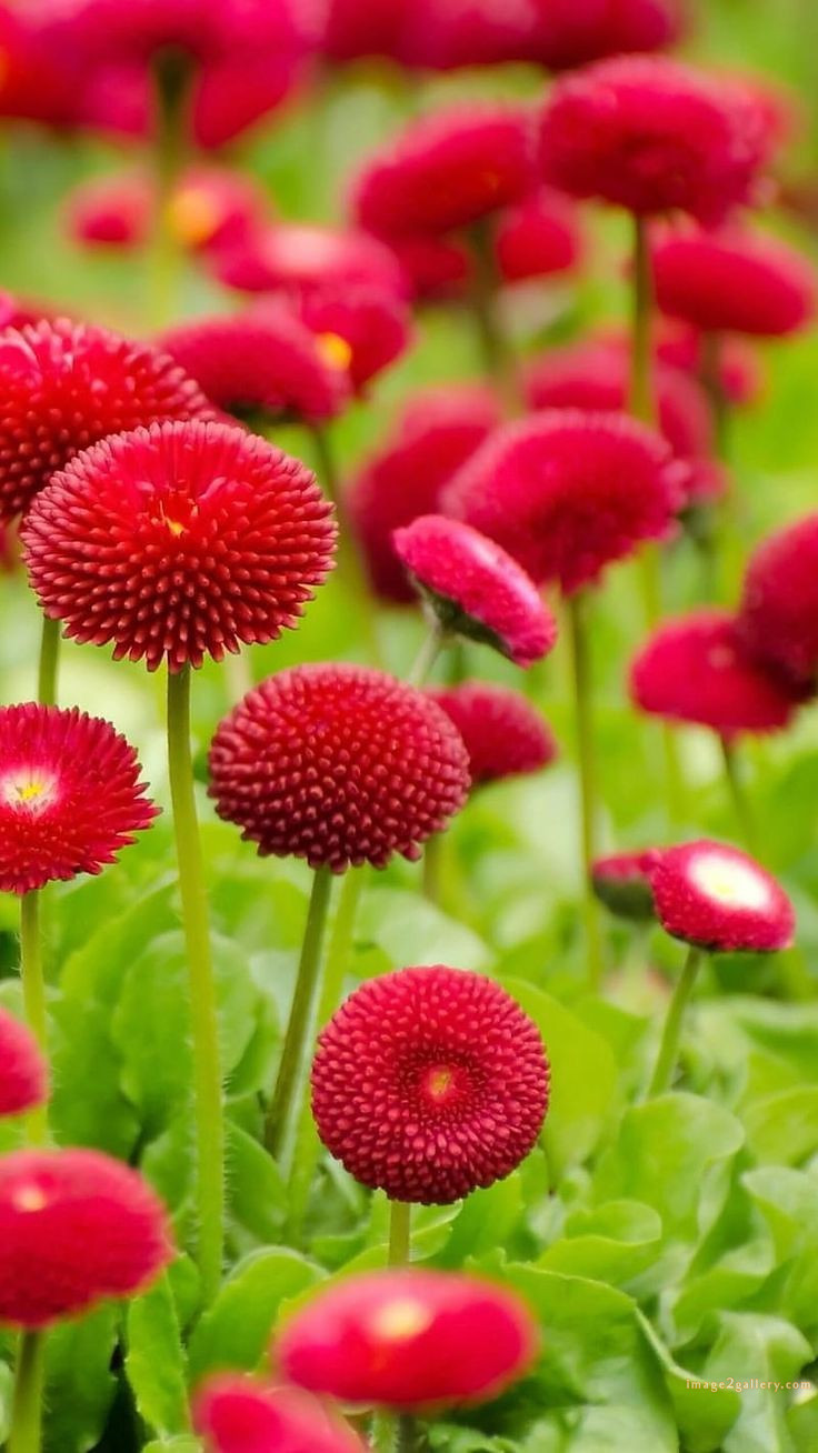 700+ Cute Flower Wallpaper Free Download | Beautiful Flowers Wallpapers for Mobile | 744 flower wallpaper aesthetic -(39)