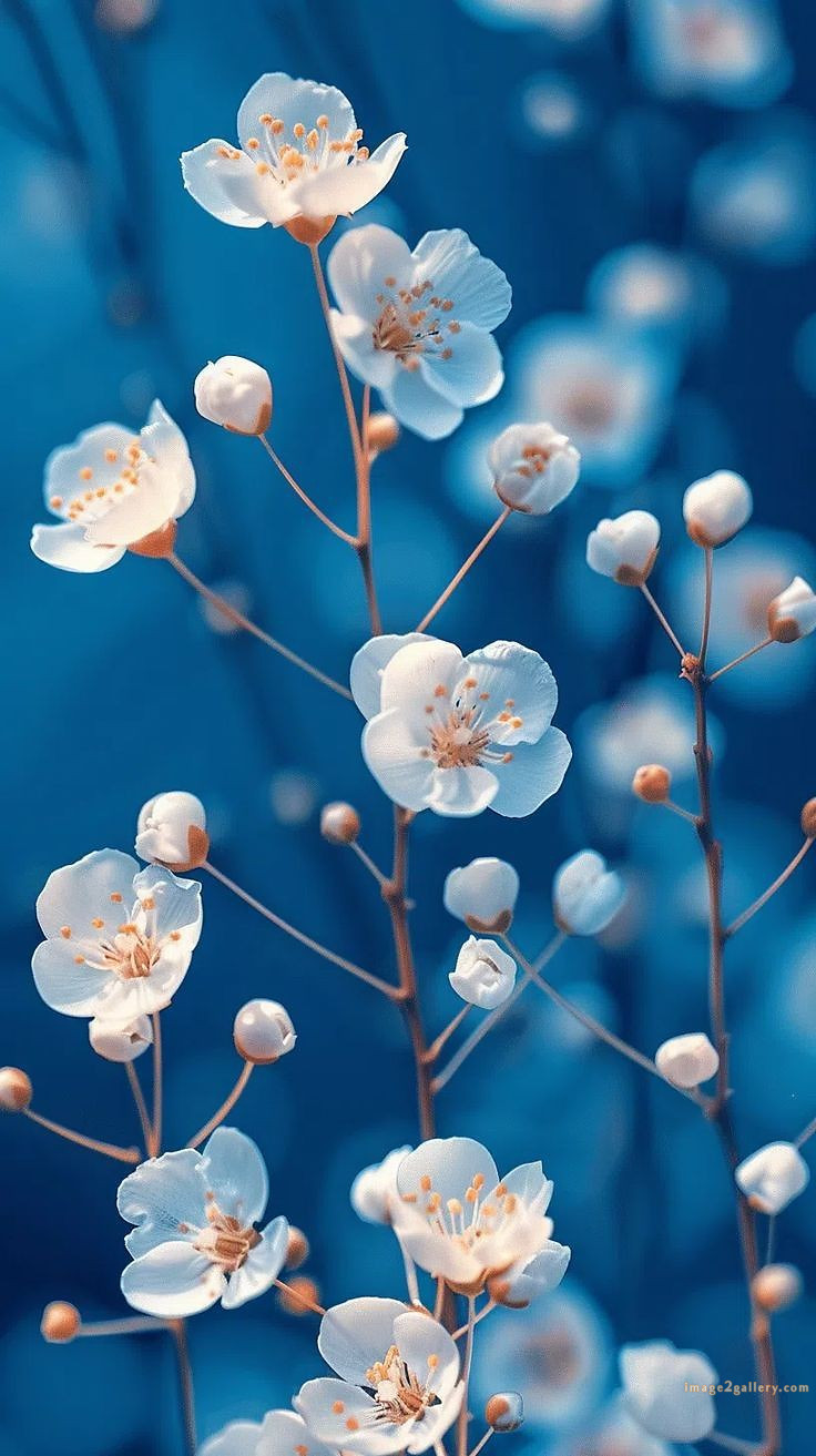 700+ Cute Flower Wallpaper Free Download | Beautiful Flowers Wallpapers for Mobile | 400 flower wallpaper aesthetic -(6)