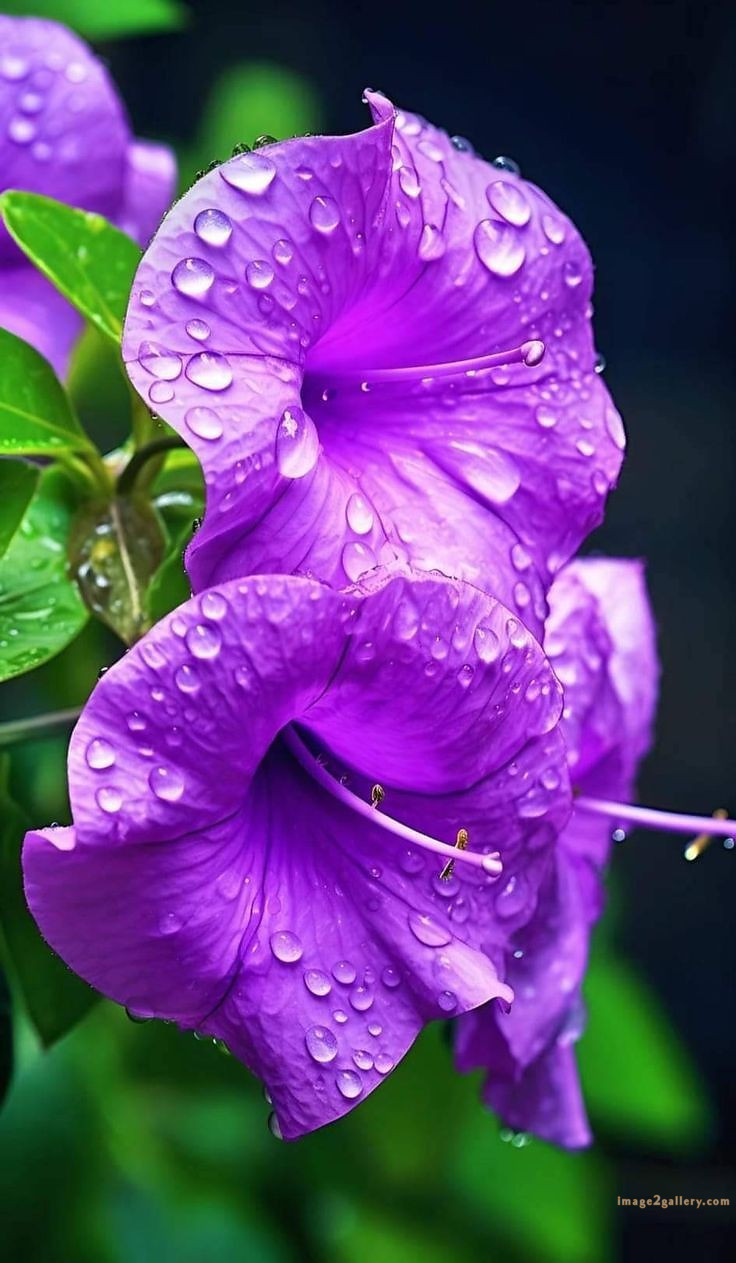 700+ Cute Flower Wallpaper Free Download | Beautiful Flowers Wallpapers for Mobile | 755 flower wallpaper download -(10)