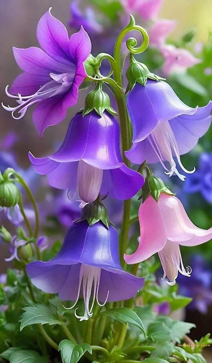 700+ Cute Flower Wallpaper Free Download | Beautiful Flowers Wallpapers for Mobile | 756 flower wallpaper download -(11)