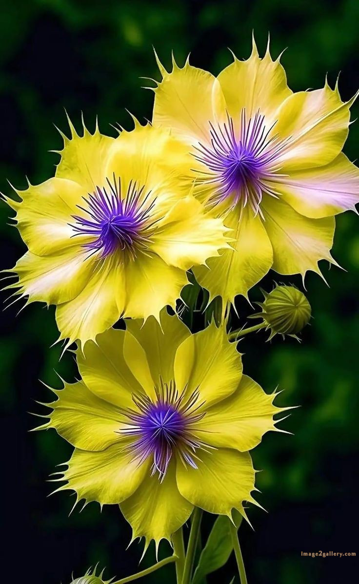 700+ Cute Flower Wallpaper Free Download | Beautiful Flowers Wallpapers for Mobile | 759 flower wallpaper download -(12)
