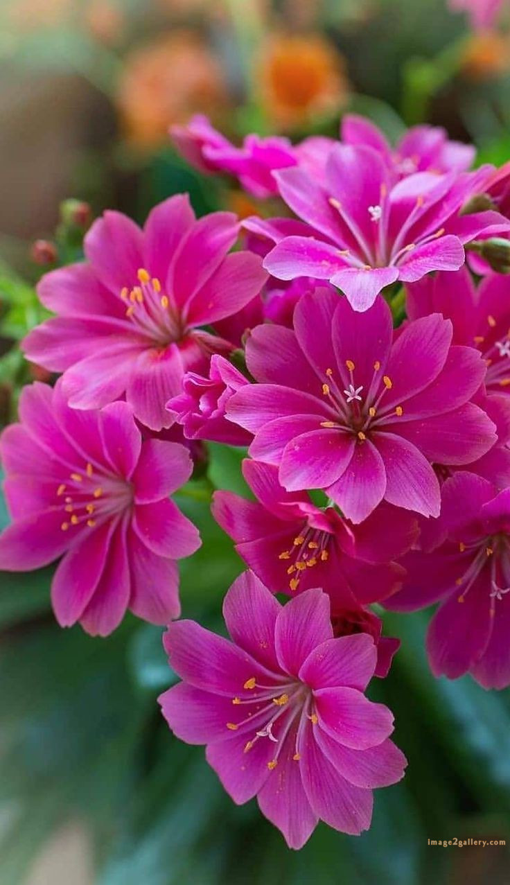 700+ Cute Flower Wallpaper Free Download | Beautiful Flowers Wallpapers for Mobile | 758 flower wallpaper download -(15)