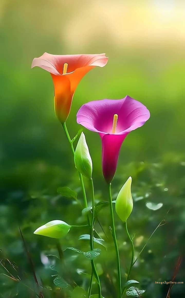 700+ Cute Flower Wallpaper Free Download | Beautiful Flowers Wallpapers for Mobile | 342 flower wallpaper download -(18)