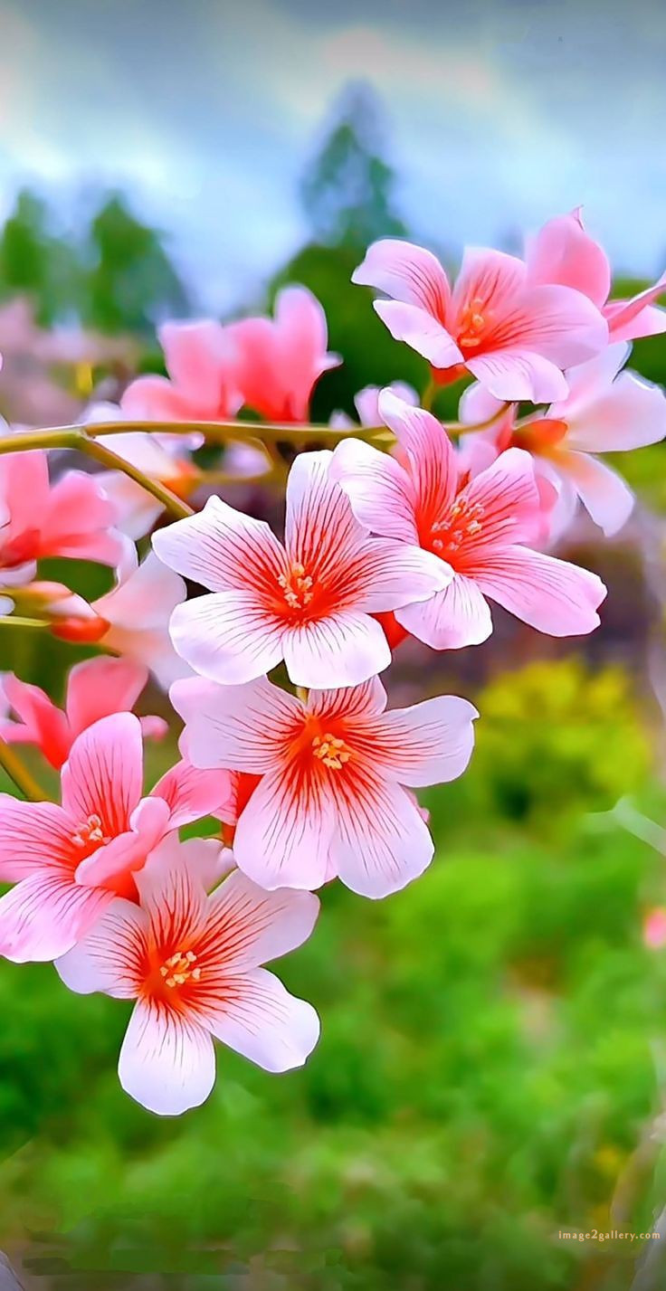 700+ Cute Flower Wallpaper Free Download | Beautiful Flowers Wallpapers for Mobile | 709 flower wallpaper download -(19)