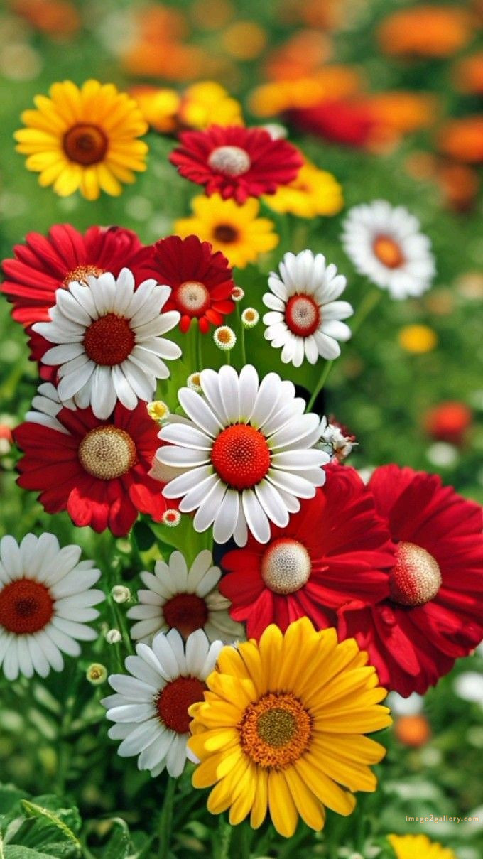 700+ Cute Flower Wallpaper Free Download | Beautiful Flowers Wallpapers for Mobile | 710 flower wallpaper download -(20)