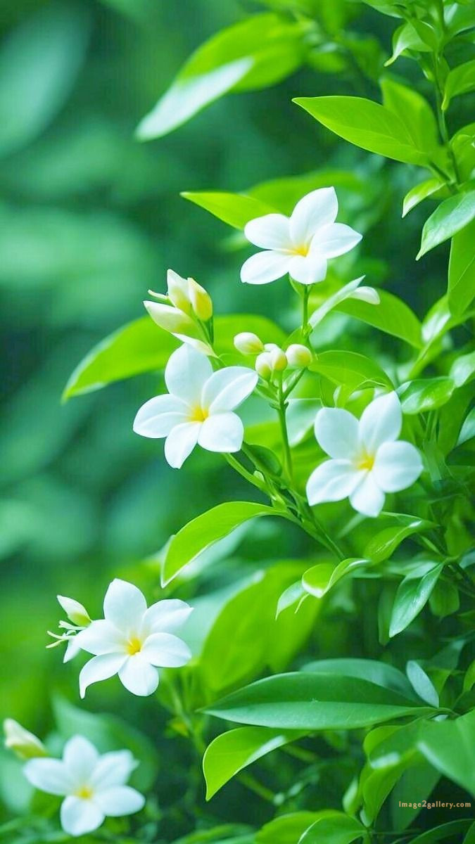 700+ Cute Flower Wallpaper Free Download | Beautiful Flowers Wallpapers for Mobile | 714 flower wallpaper download -(22)