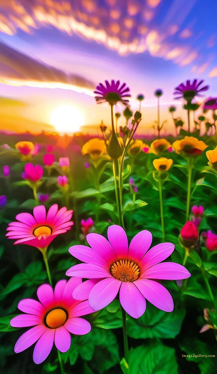 700+ Cute Flower Wallpaper Free Download | Beautiful Flowers Wallpapers for Mobile | 712 flower wallpaper download -(24)
