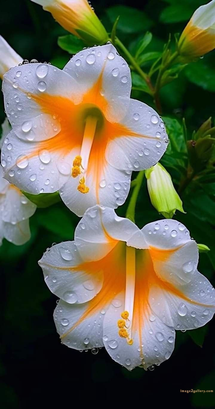 700+ Cute Flower Wallpaper Free Download | Beautiful Flowers Wallpapers for Mobile | 715 flower wallpaper download -(25)