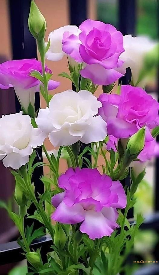 700+ Cute Flower Wallpaper Free Download | Beautiful Flowers Wallpapers for Mobile | 719 flower wallpaper download -(27)
