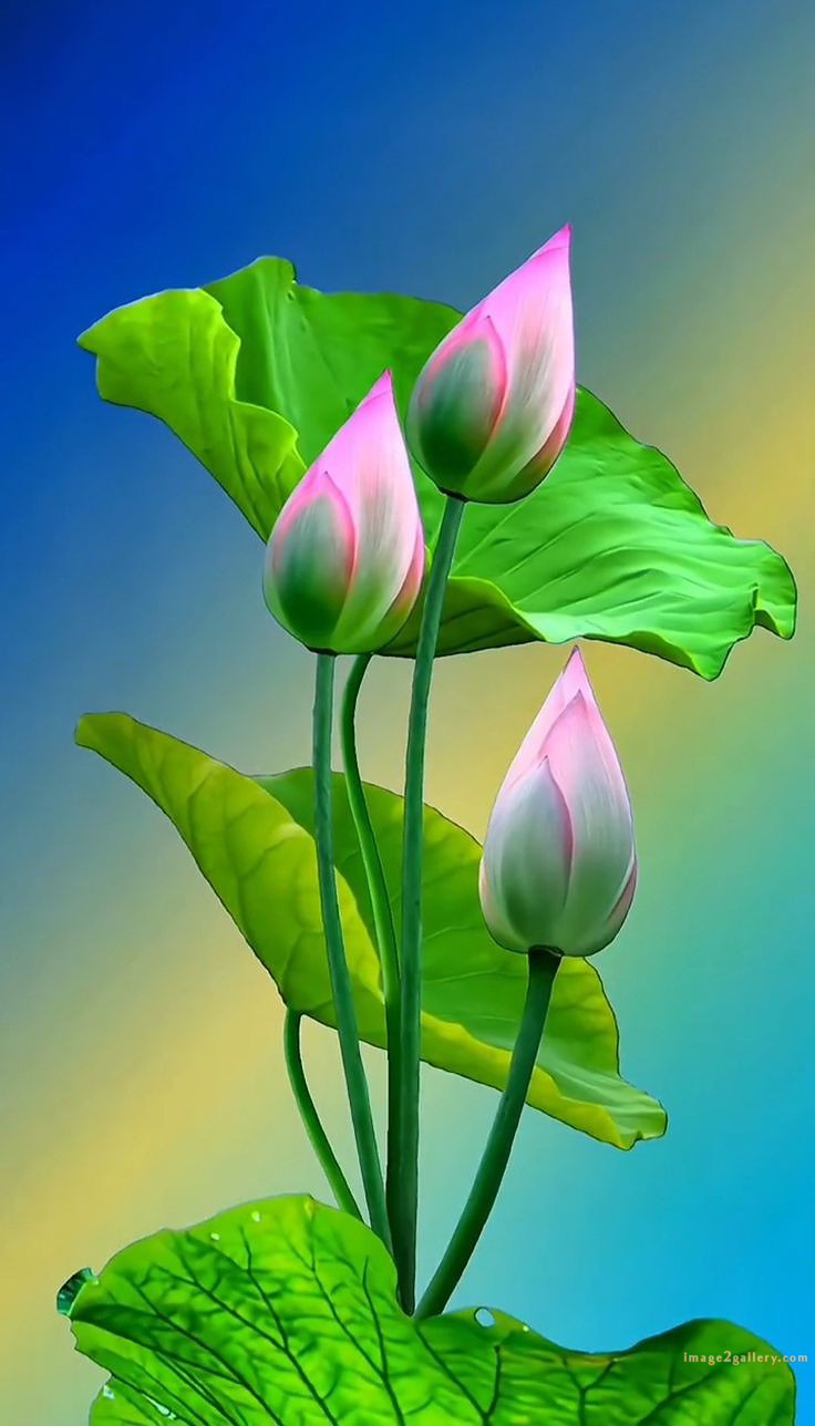 700+ Cute Flower Wallpaper Free Download | Beautiful Flowers Wallpapers for Mobile | 720 flower wallpaper download -(28)