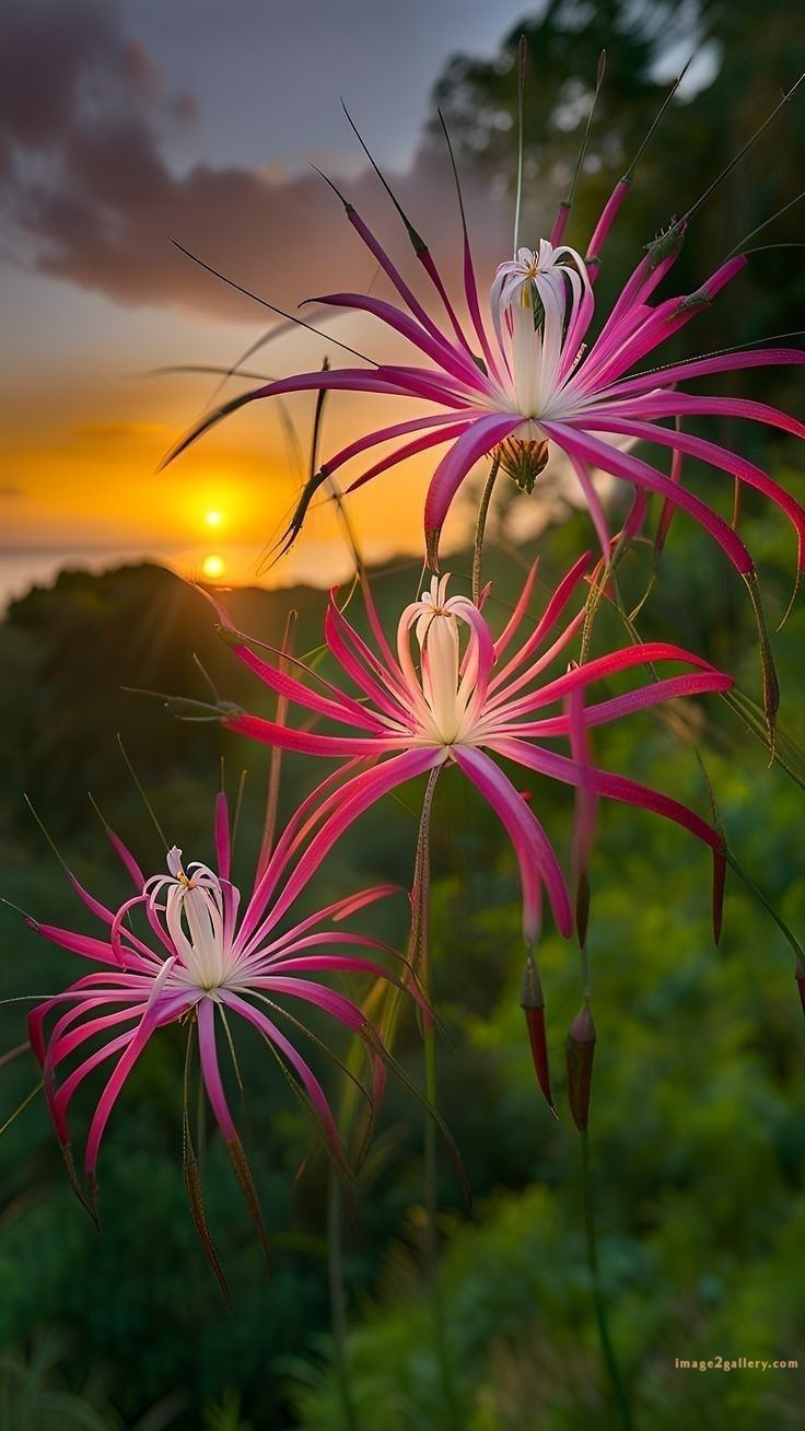 700+ Cute Flower Wallpaper Free Download | Beautiful Flowers Wallpapers for Mobile | 746 flower wallpaper download