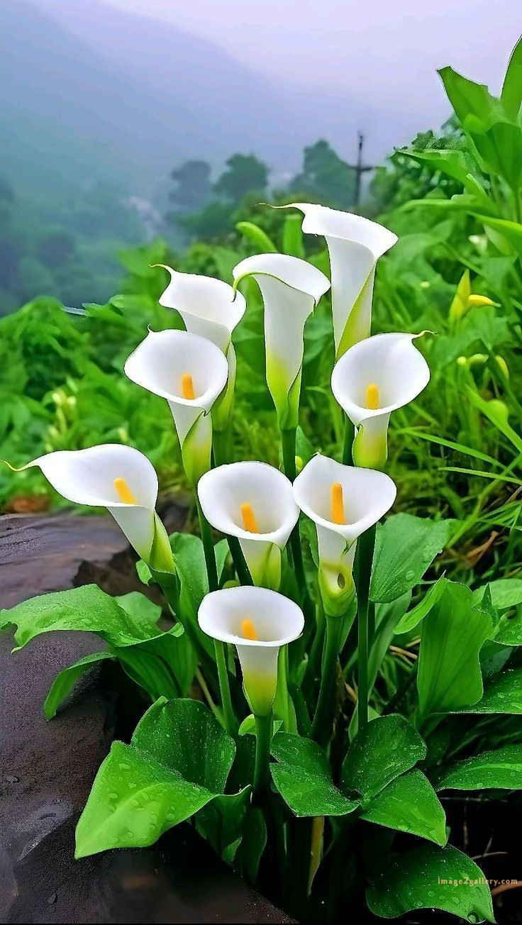 700+ Cute Flower Wallpaper Free Download | Beautiful Flowers Wallpapers for Mobile | 718 flower wallpaper download