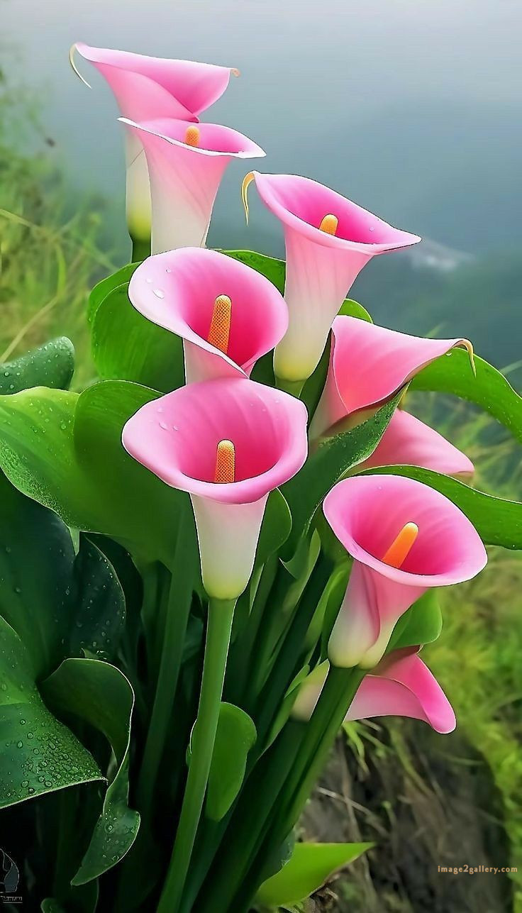 700+ Cute Flower Wallpaper Free Download | Beautiful Flowers Wallpapers for Mobile | 721 flower wallpaper download -(31)