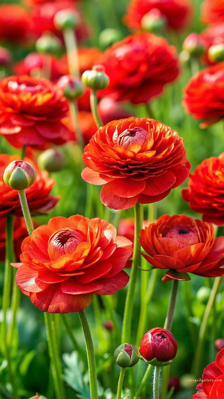700+ Cute Flower Wallpaper Free Download | Beautiful Flowers Wallpapers for Mobile | 726 flower wallpaper download -(34)