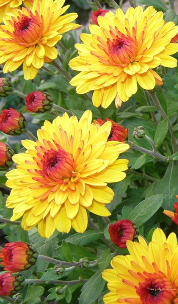 700+ Cute Flower Wallpaper Free Download | Beautiful Flowers Wallpapers for Mobile | 732 flower wallpaper download -(39)