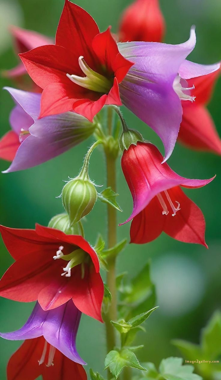 700+ Cute Flower Wallpaper Free Download | Beautiful Flowers Wallpapers for Mobile | 751 flower wallpaper download -(8)