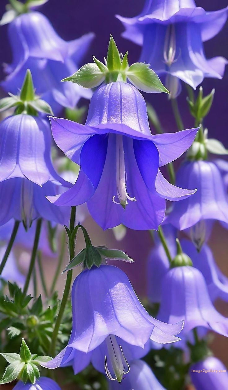 700+ Cute Flower Wallpaper Free Download | Beautiful Flowers Wallpapers for Mobile | 752 flower wallpaper download -(9)