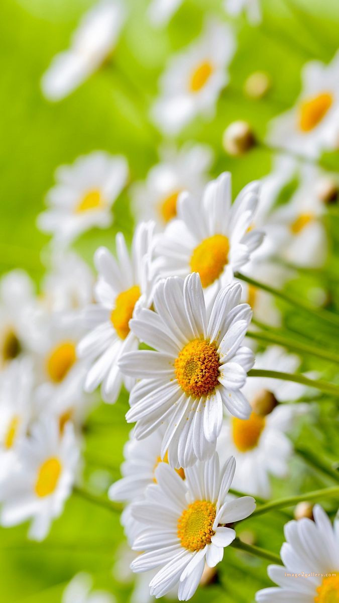 700+ Cute Flower Wallpaper Free Download | Beautiful Flowers Wallpapers for Mobile | 267 flower wallpaper hd -
