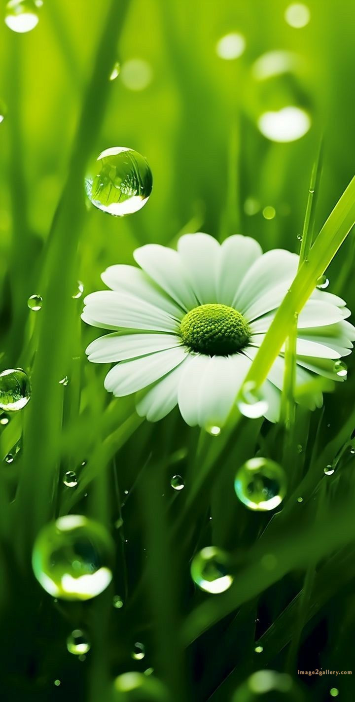 700+ Cute Flower Wallpaper Free Download | Beautiful Flowers Wallpapers for Mobile | 258 flower wallpaper hd -(1)