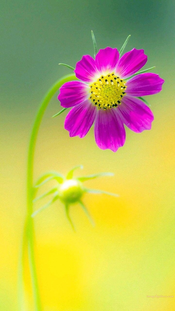 700+ Cute Flower Wallpaper Free Download | Beautiful Flowers Wallpapers for Mobile | 461 flower wallpaper hd -(10)