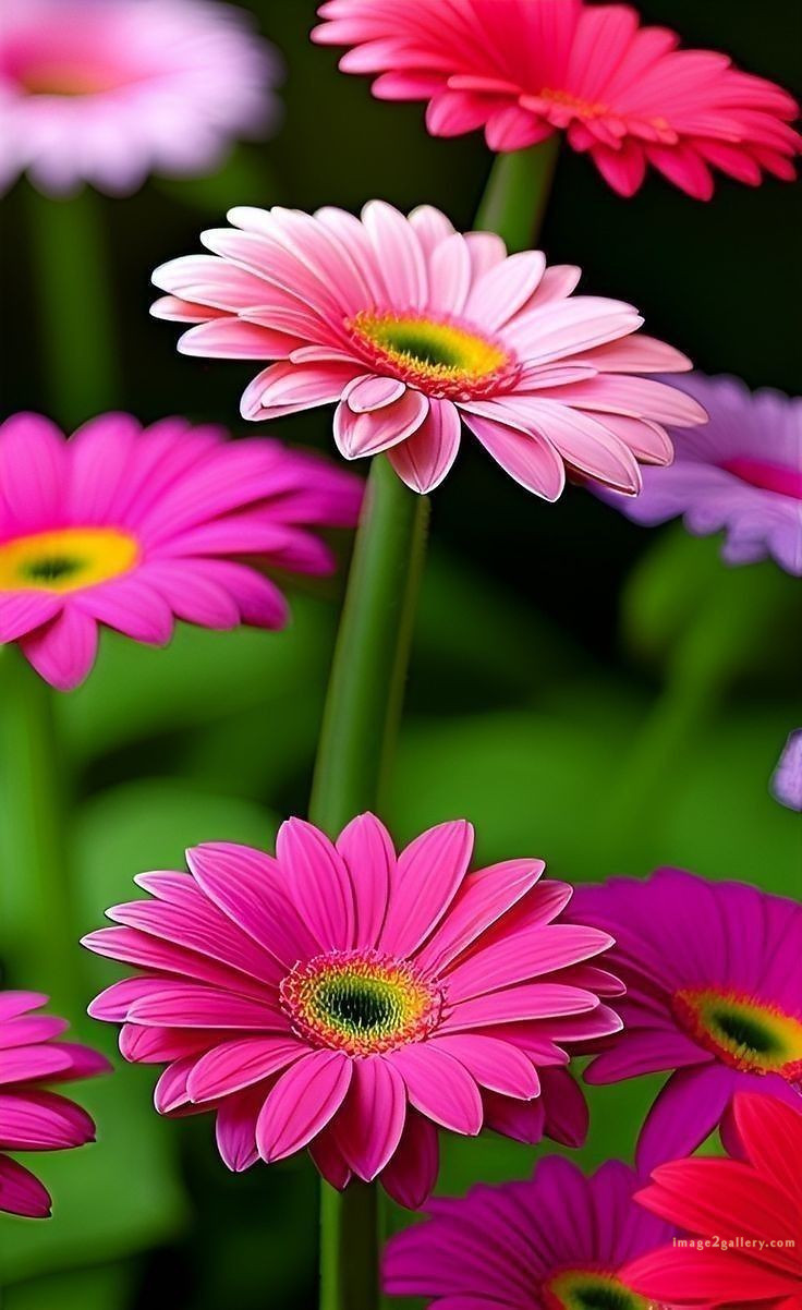 700+ Cute Flower Wallpaper Free Download | Beautiful Flowers Wallpapers for Mobile | 469 flower wallpaper hd -(14)