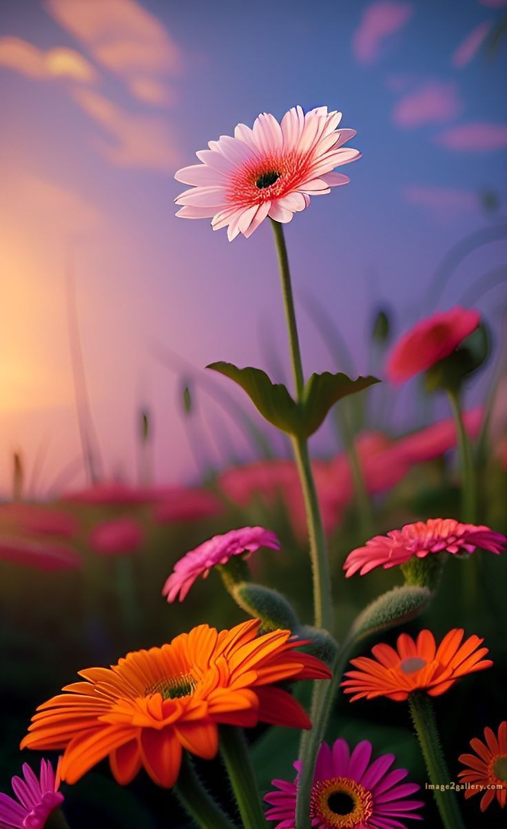 700+ Cute Flower Wallpaper Free Download | Beautiful Flowers Wallpapers for Mobile | 466 flower wallpaper hd -(15)