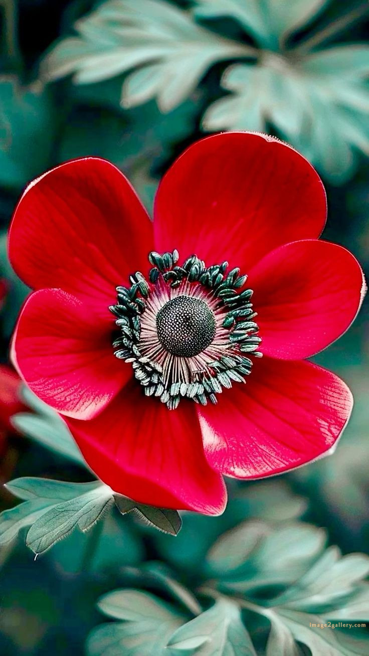 700+ Cute Flower Wallpaper Free Download | Beautiful Flowers Wallpapers for Mobile | 389 flower wallpaper hd -(18)