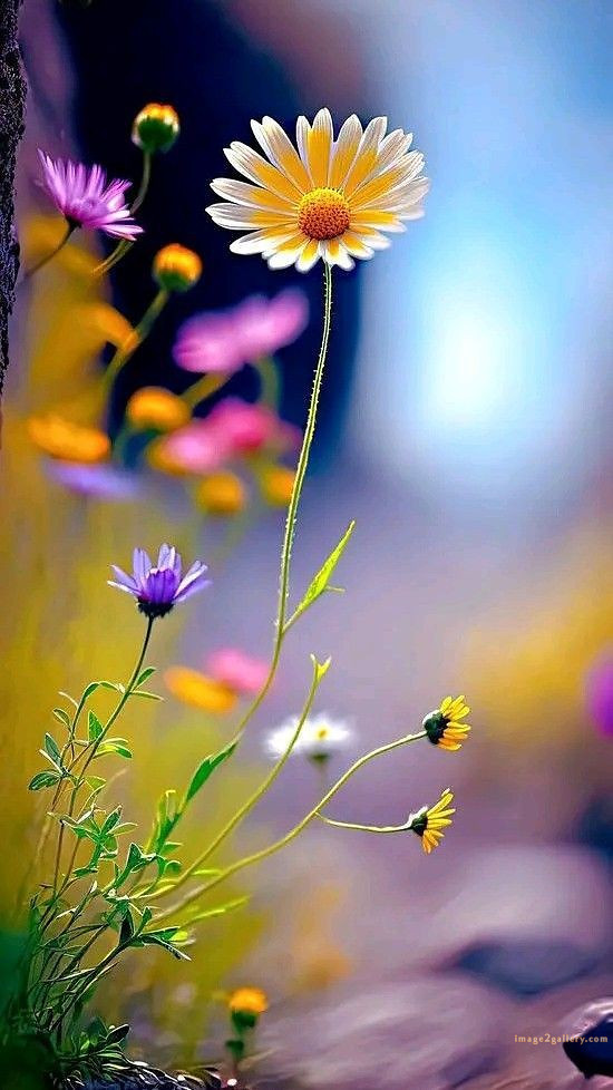 700+ Cute Flower Wallpaper Free Download | Beautiful Flowers Wallpapers for Mobile | 473 flower wallpaper hd -(2)