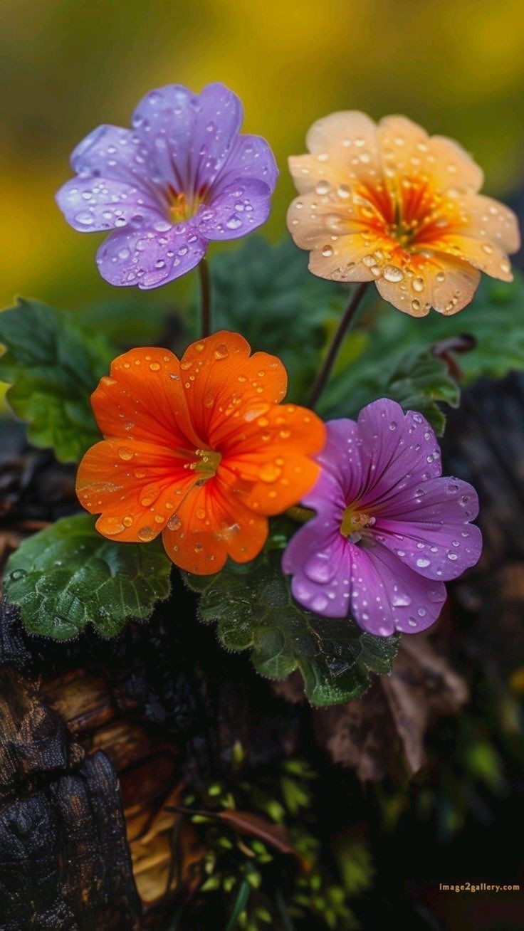 700+ Cute Flower Wallpaper Free Download | Beautiful Flowers Wallpapers for Mobile | 420 flower wallpaper hd -(21)