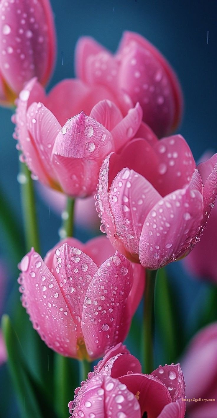 700+ Cute Flower Wallpaper Free Download | Beautiful Flowers Wallpapers for Mobile | 564 flower wallpaper hd -(30)