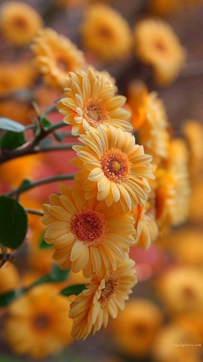 700+ Cute Flower Wallpaper Free Download | Beautiful Flowers Wallpapers for Mobile | 563 flower wallpaper hd -(33)