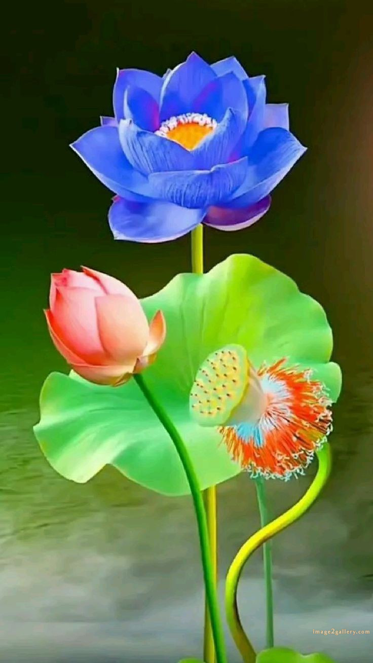 700+ Cute Flower Wallpaper Free Download | Beautiful Flowers Wallpapers for Mobile | 497 flower wallpaper hd -(35)