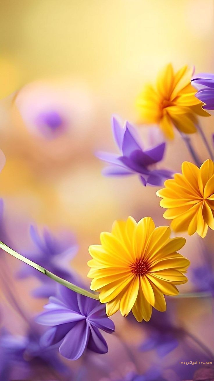 700+ Cute Flower Wallpaper Free Download | Beautiful Flowers Wallpapers for Mobile | 471 flower wallpaper hd -(4)