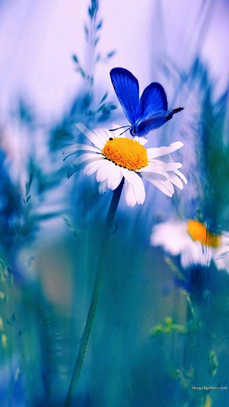 700+ Cute Flower Wallpaper Free Download | Beautiful Flowers Wallpapers for Mobile | 478 flower wallpaper iphone -(10)