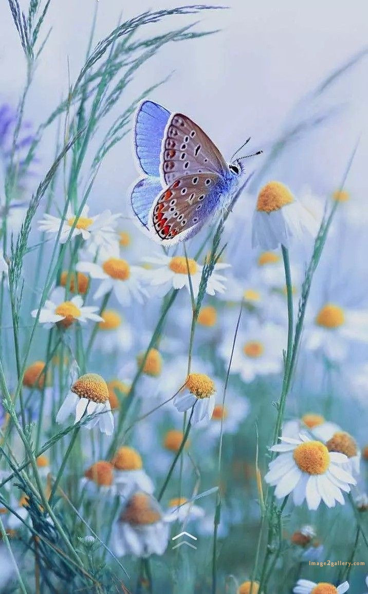 700+ Cute Flower Wallpaper Free Download | Beautiful Flowers Wallpapers for Mobile | 550 flower wallpaper iphone -(12)